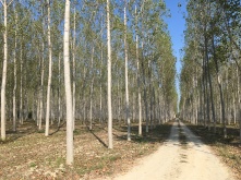 Gravelweg tussen de aangeplante bomen.
