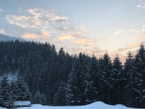 Sneeuw en bomen (23/01).