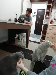 Komkommer etende katten in Eskisehir.
