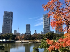 Mooie parken met herfstkleuren in Tokio.